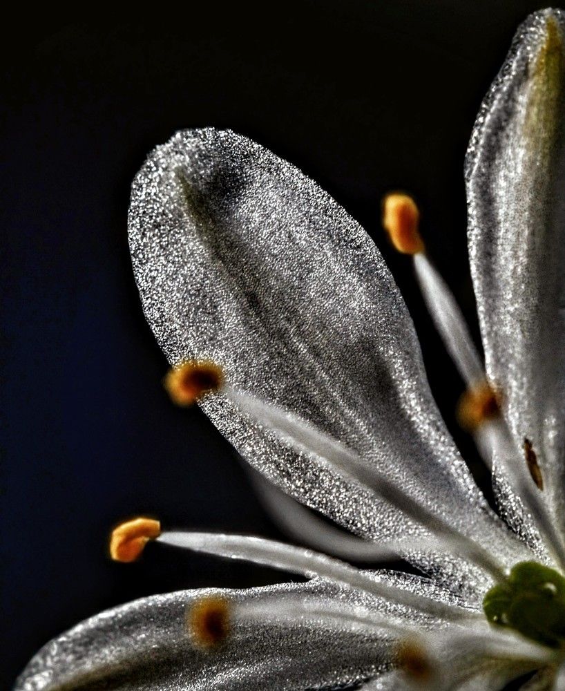 Photograph by AlexaL