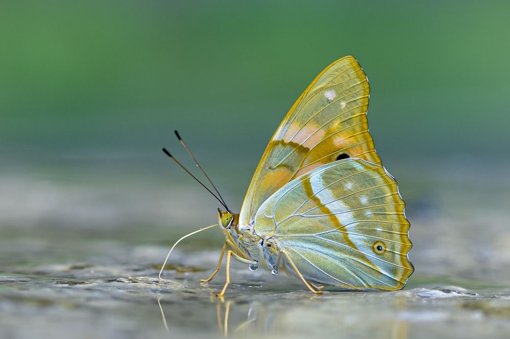 Macro. Tawny Emperor. (Chitoria ulupi)