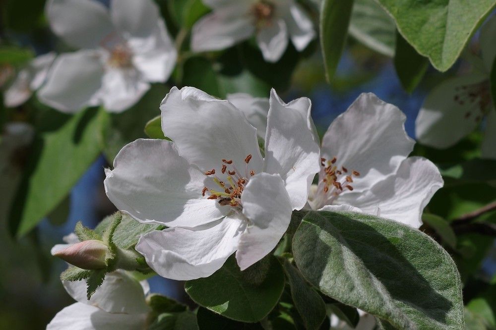 Цветение айвы