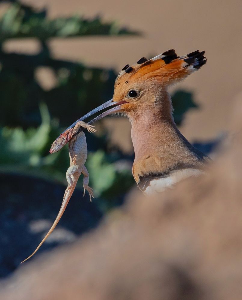 Фотография автора Hamidreza Saedi