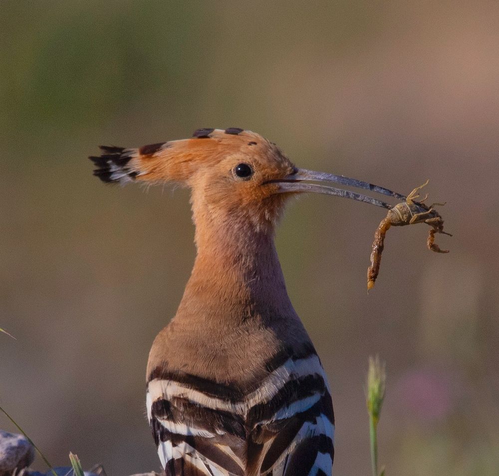 Photograph by Hamidreza Saedi