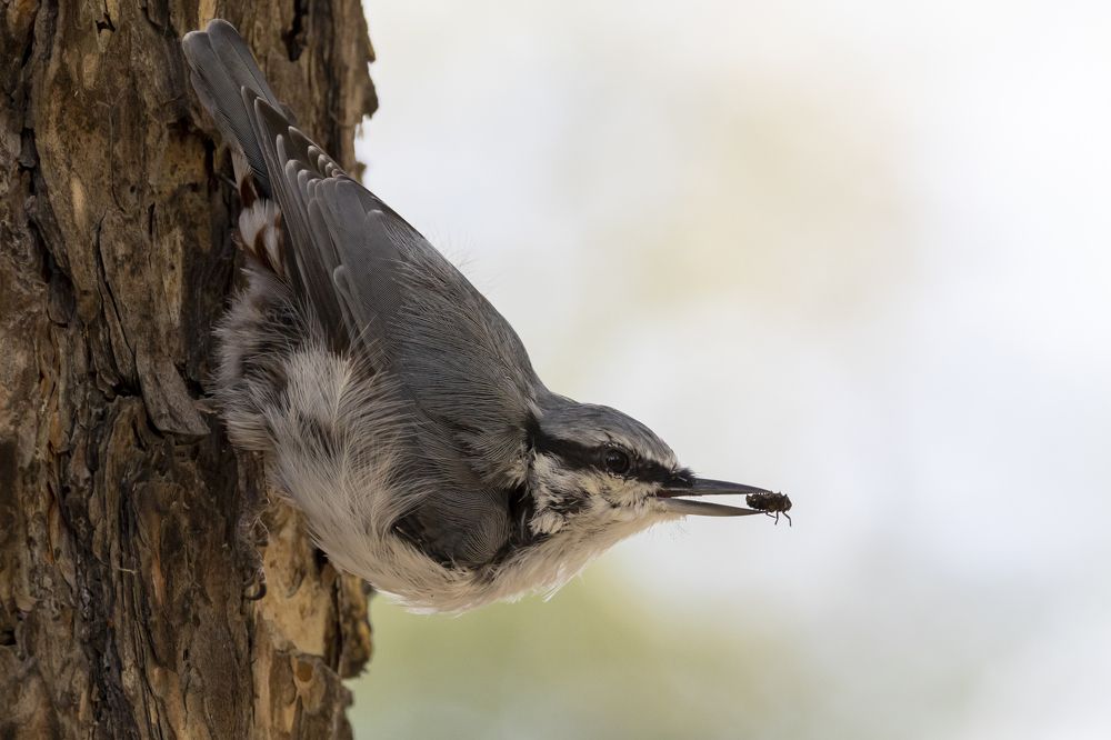 Photograph by Щепанов Дмитрий