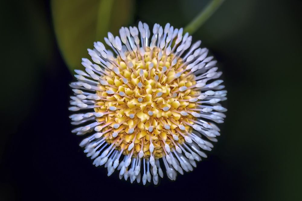 Фотография автора ChonTin NeCoTi