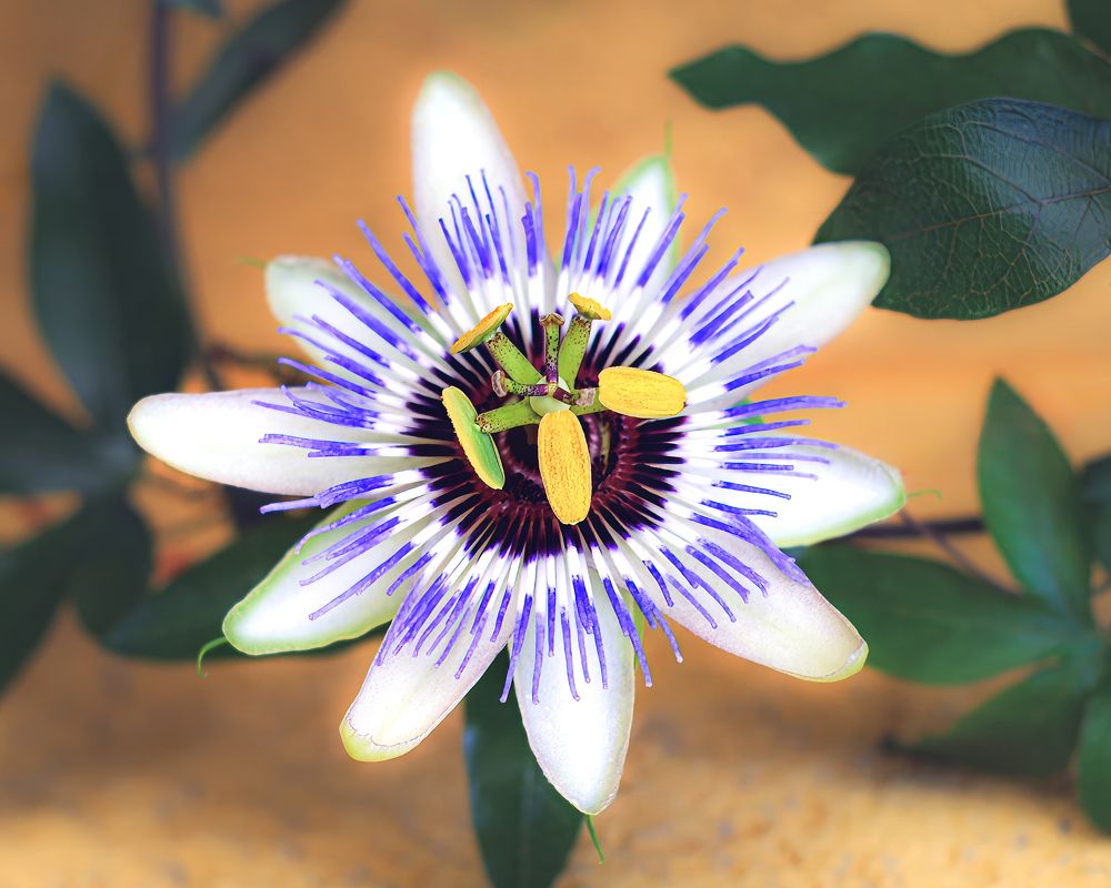 Passiflora