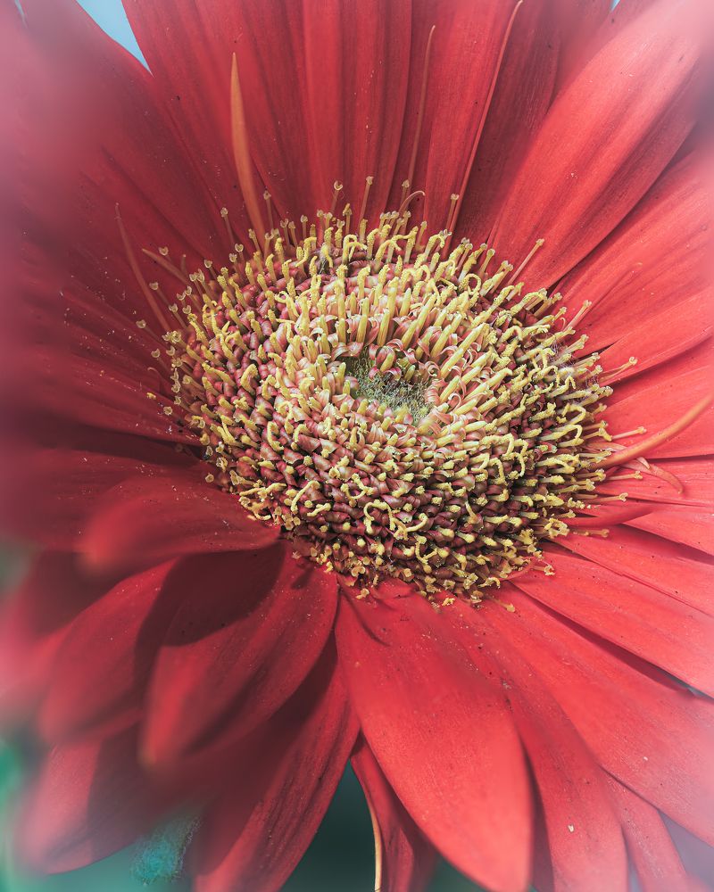 Gerbera Close-Up
