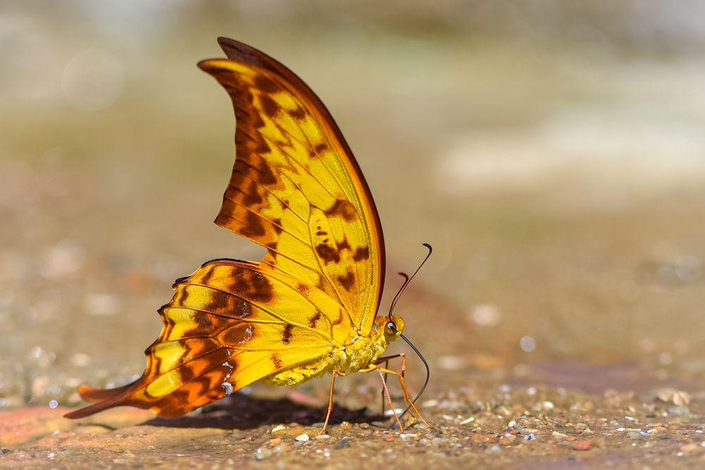 Macro, Yellow Gorgon. (Meandrusa payeni)