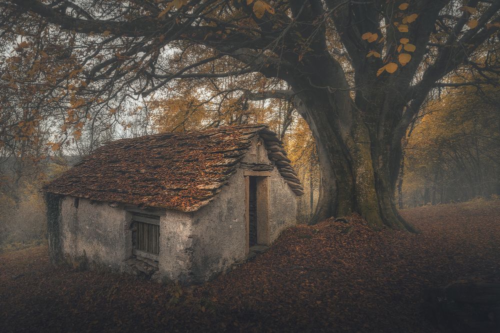 Photograph by de Franzoni Thomas