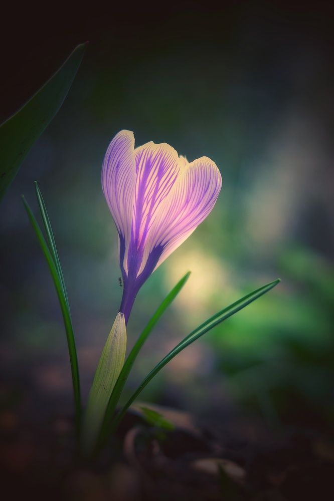 Photograph by Юлияна Стоянова