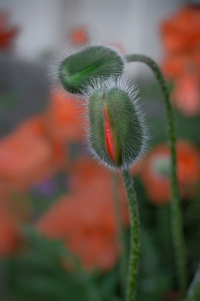 Фотография автора Юлияна Стоянова