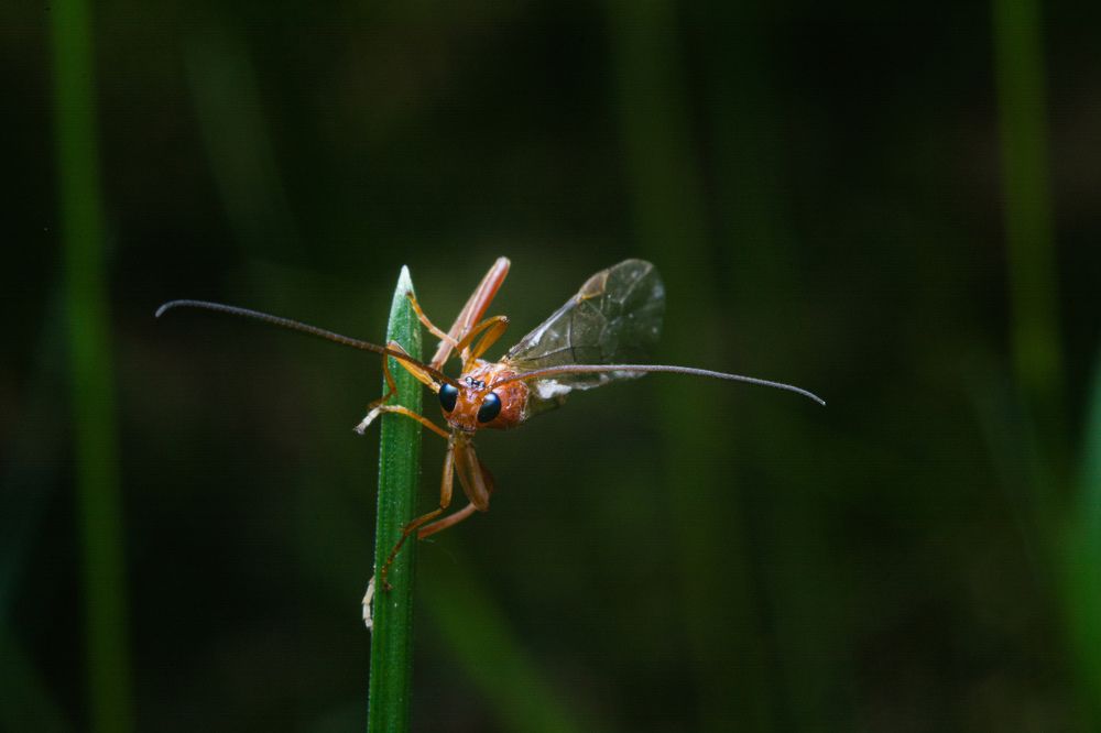 Лихой наездник