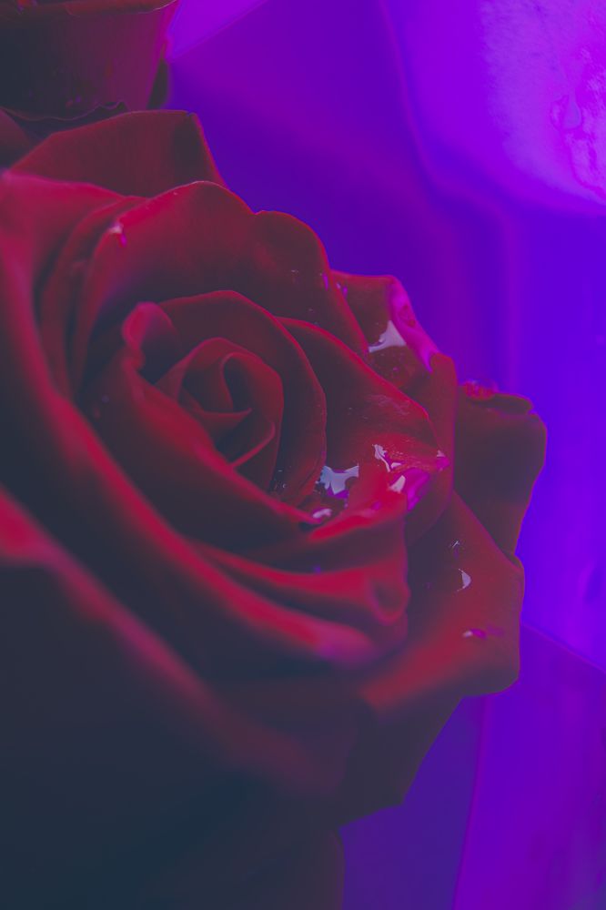 Rose HDR 3