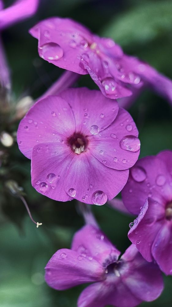 Photograph by Oxana Petlina