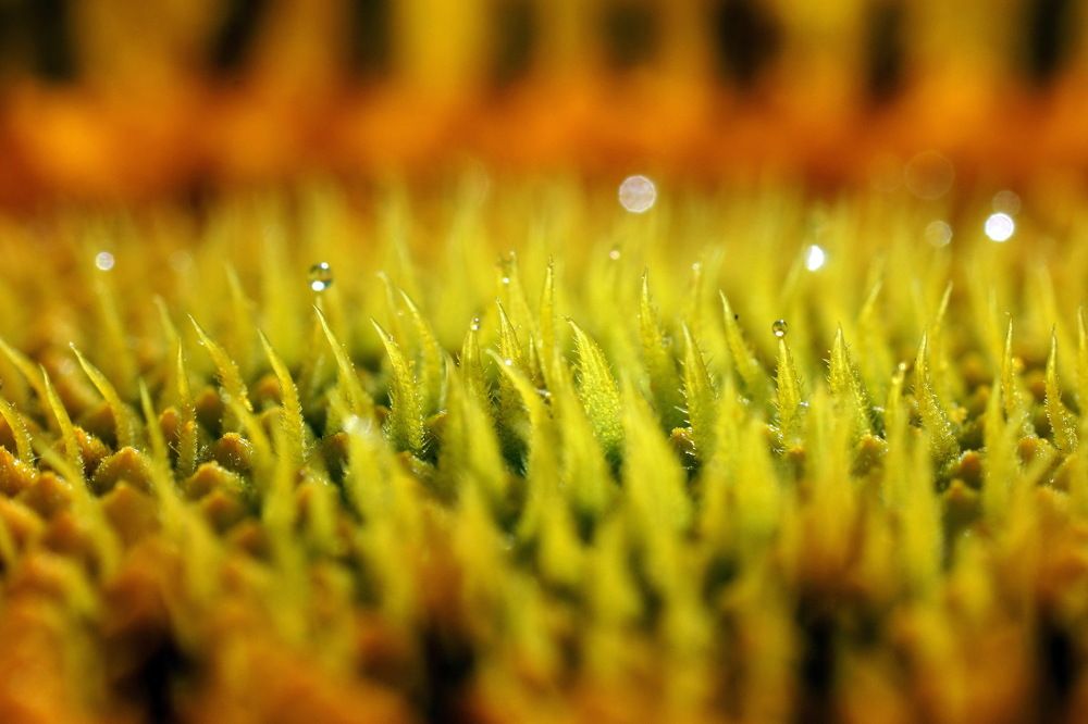 Photograph by Алексей Андреев