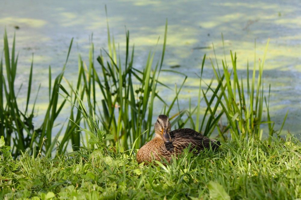 Photograph by Михаил Некрасов