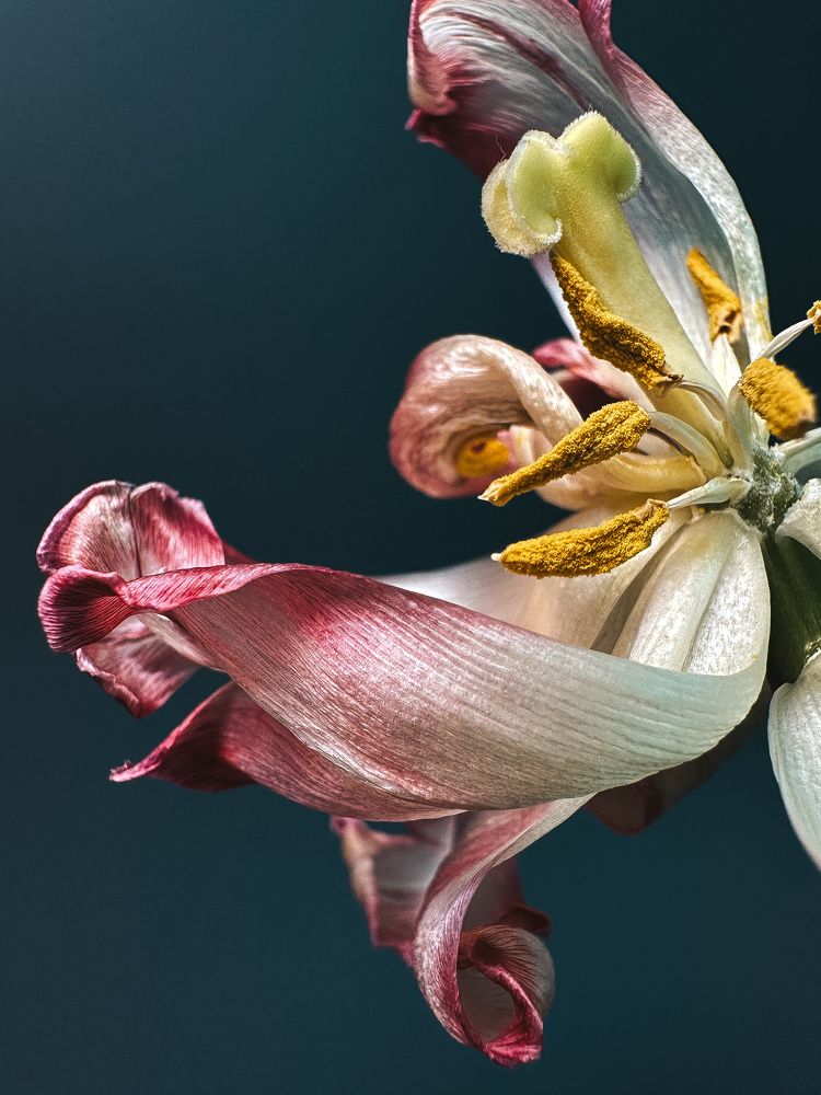 Photograph by Дина Чехова