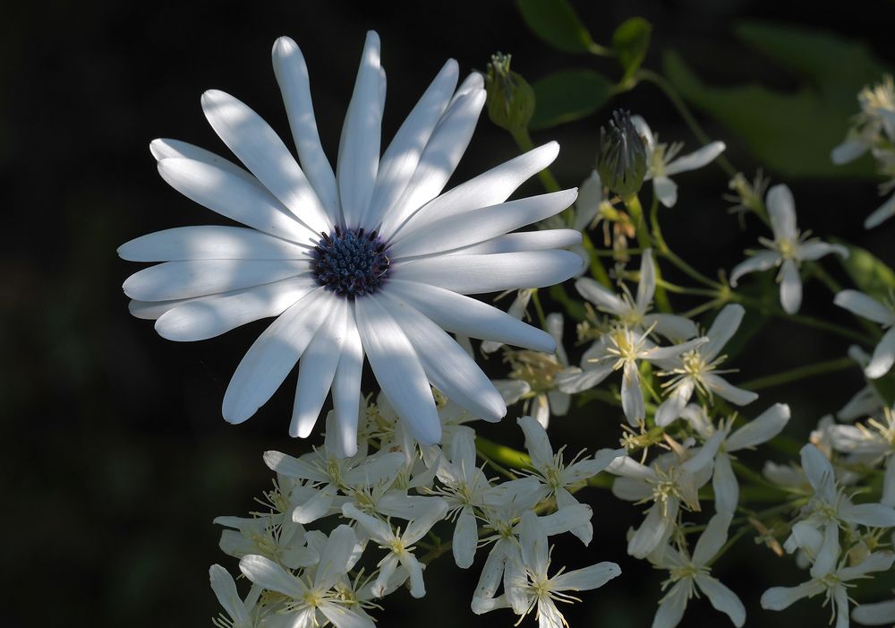 Ромашка серебристая