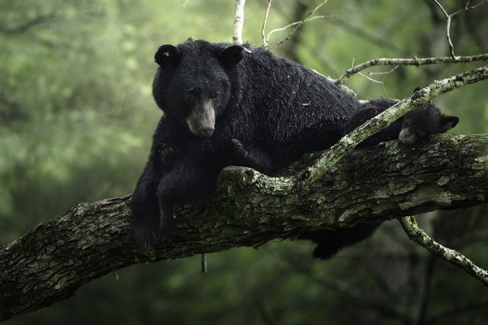 Photograph by Miller Dave