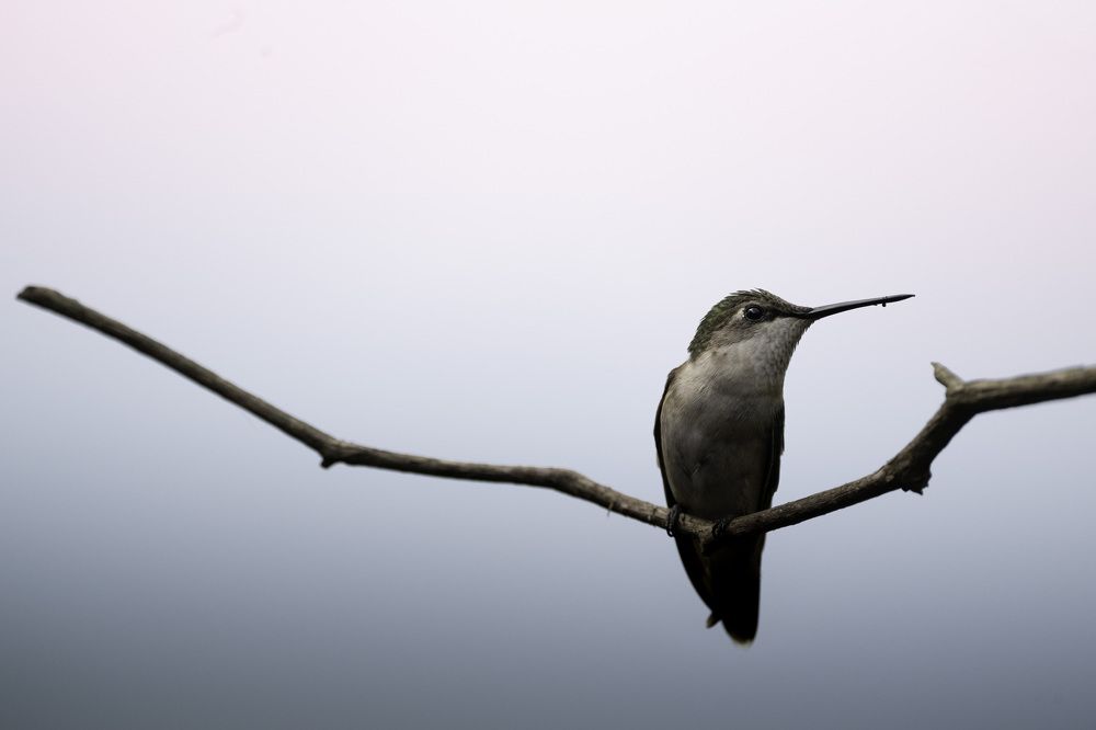 Photograph by Miller Dave