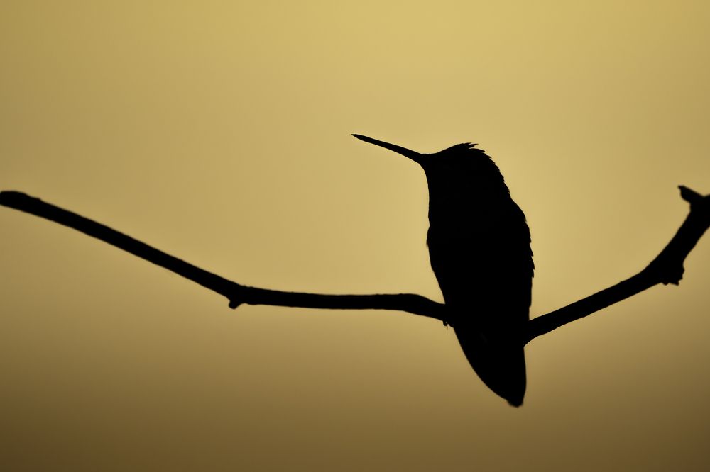 Photograph by Miller Dave