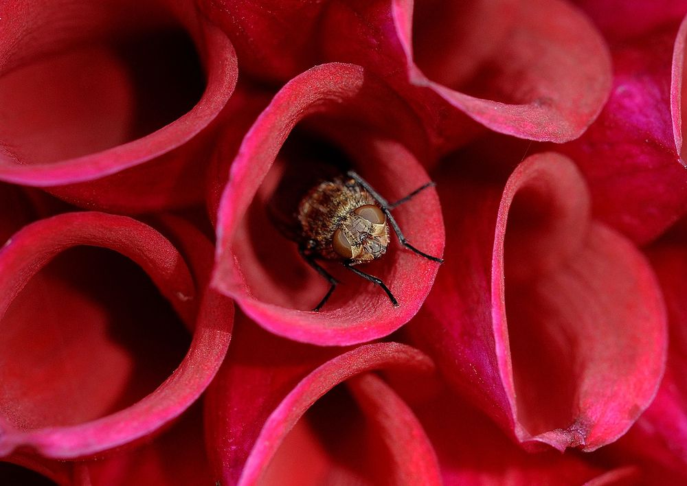 Лепестки георгина