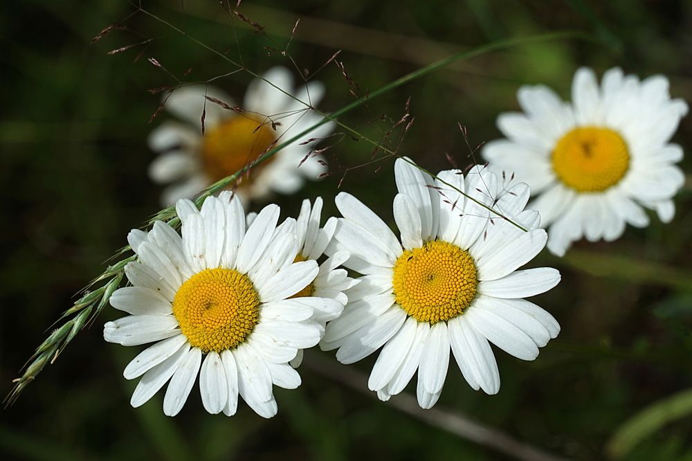 Photograph by Галина Кан