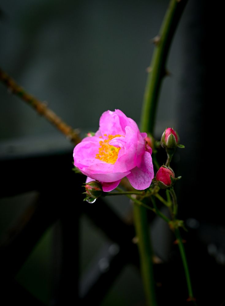 Фотография автора Marcus Mah Qing Fung