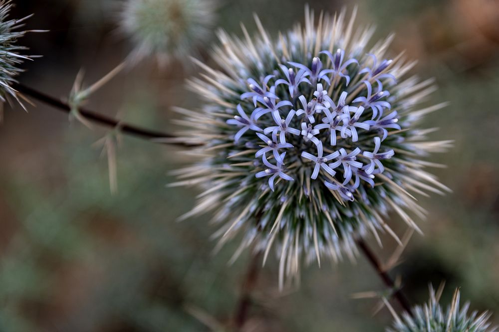 Фотография автора Abie Davies Thekkanath