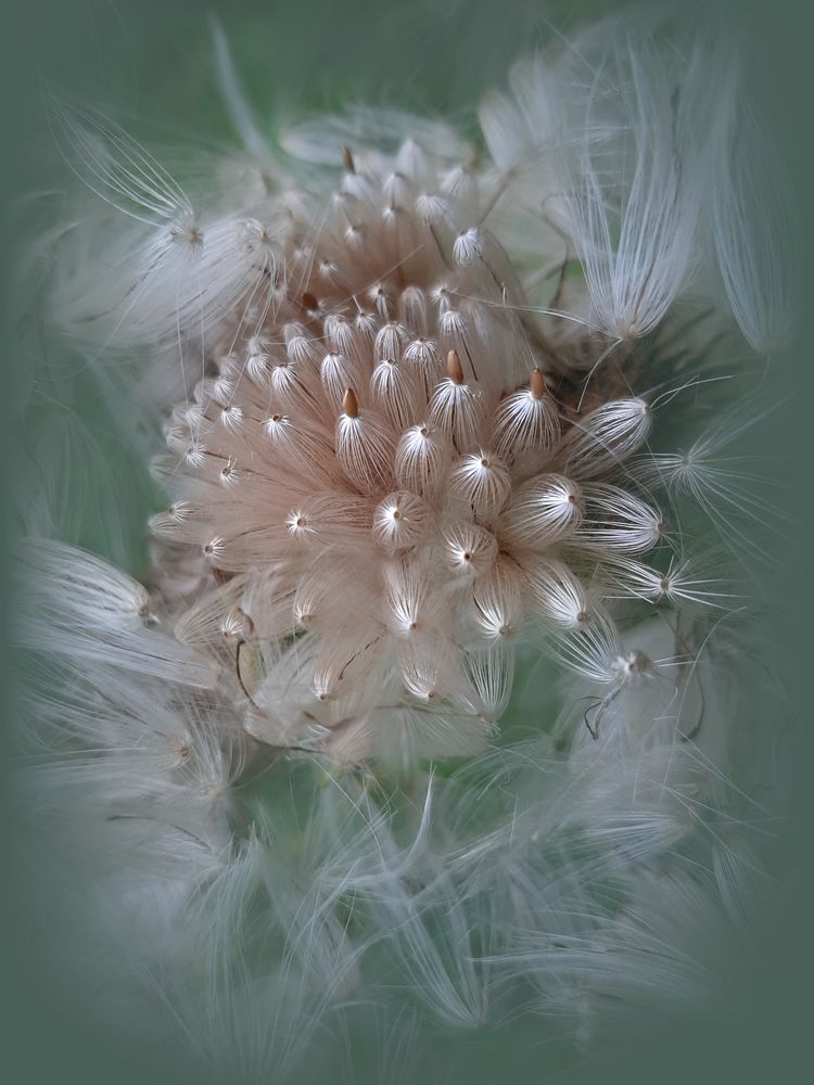 Чертополох и его семена