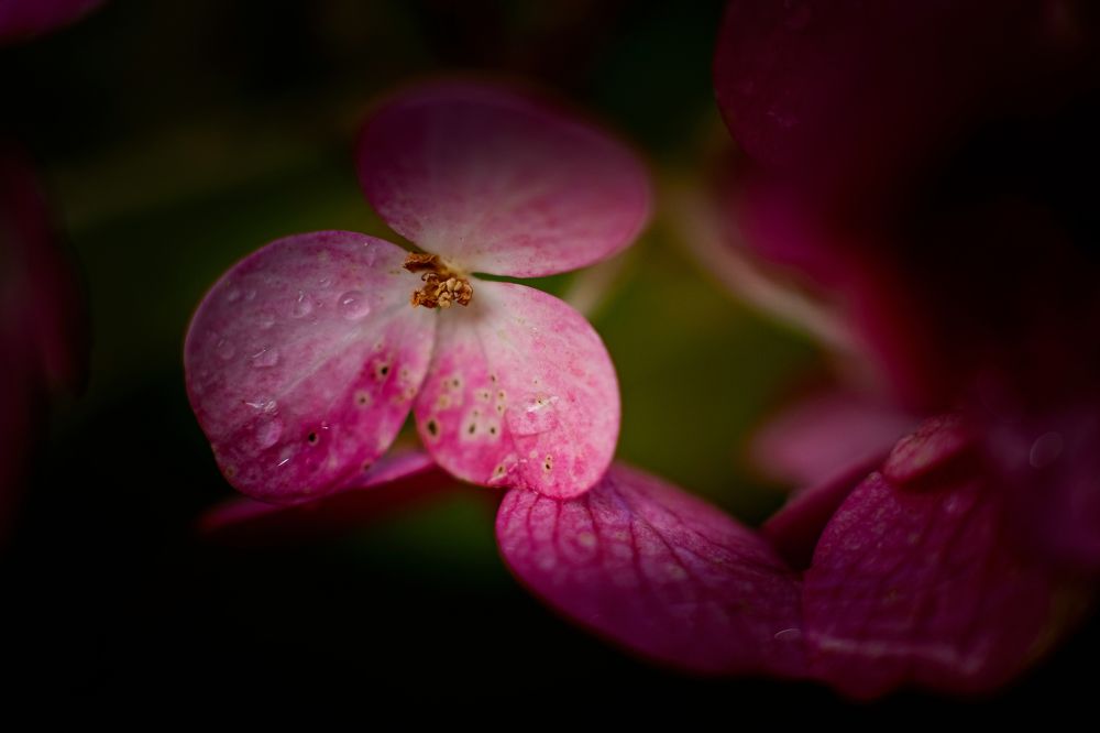 Photograph by Светлана Бохан