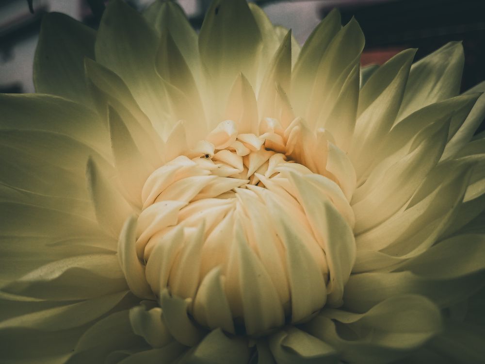 Photograph by Souvik Bhattacharyya