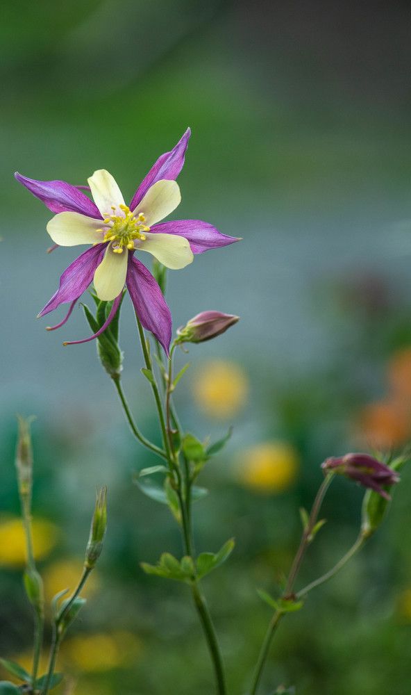 Фотография автора Сергей Чесноков