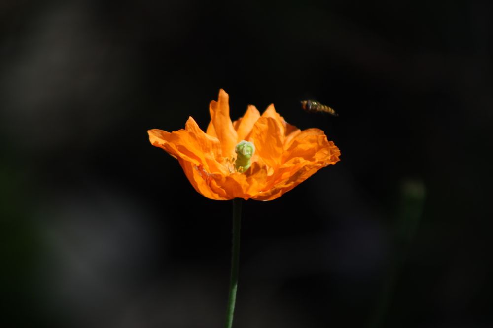 Photograph by Елена Гостева