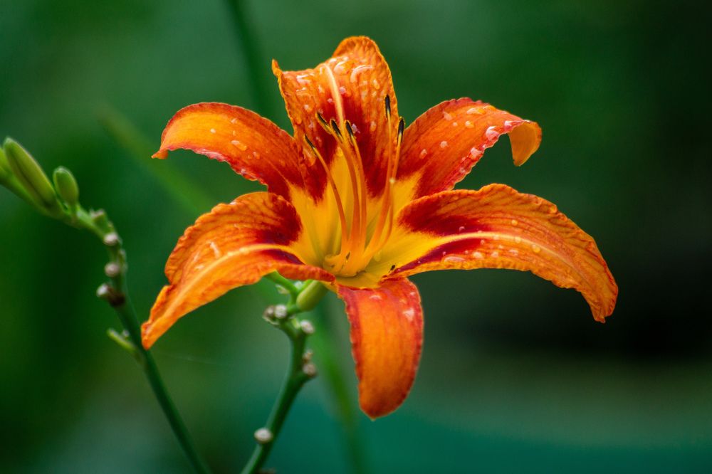 Photograph by Daniel Rain