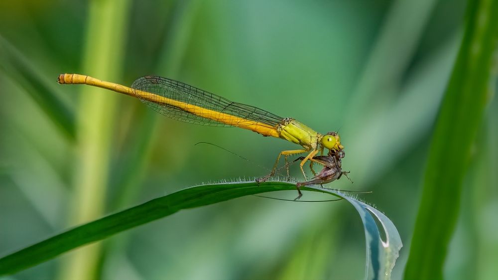 Photograph by Md Rezwan