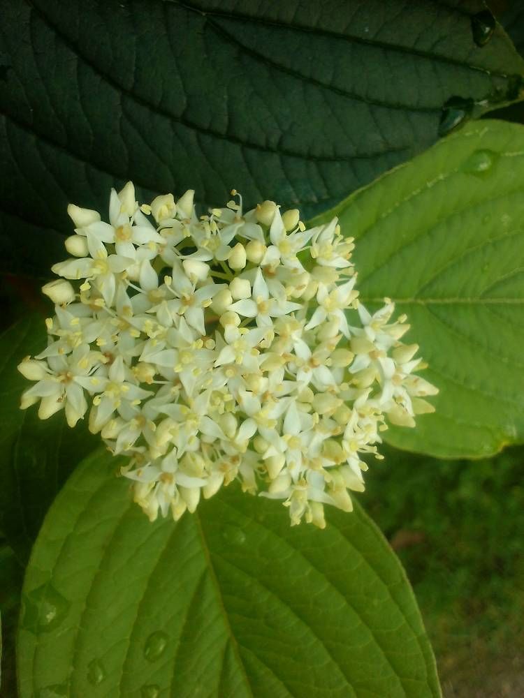 Цветочное настроение.