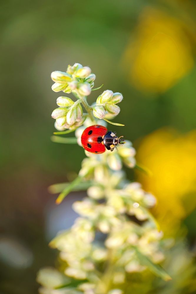 Photograph by Ольга Метлицкая