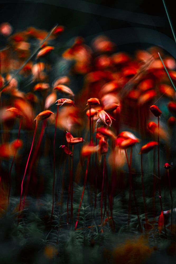 Фотография автора Настя Салтыкова