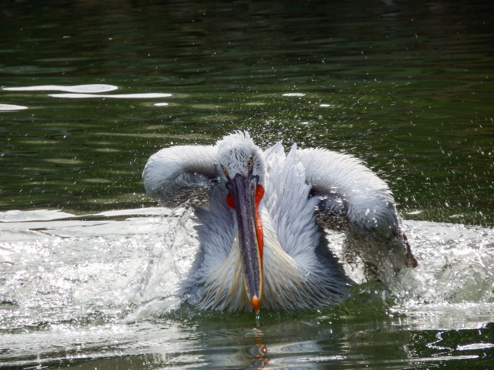 Photograph by Мария Толмачева