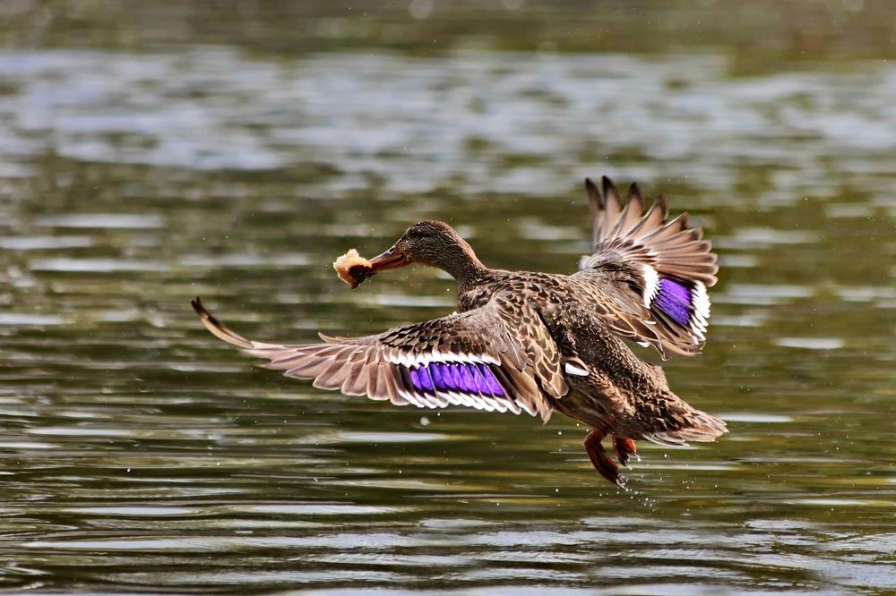 Photograph by Татьяна Бравая