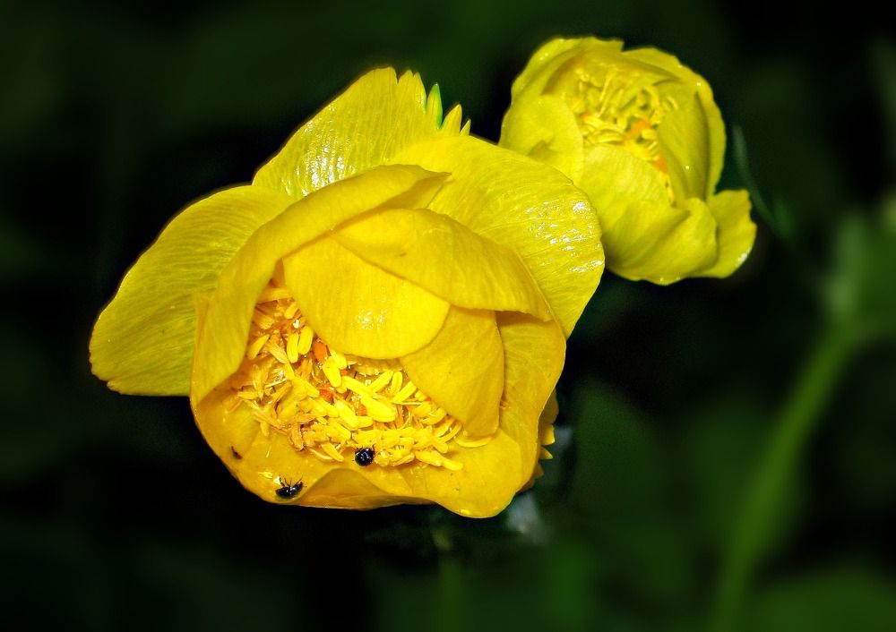 Photograph by Заболотская Ольга