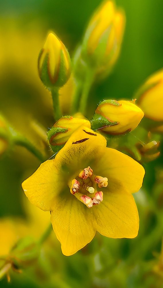 Photograph by Евгений Симион