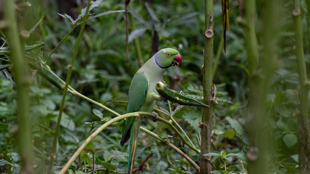 Photograph by Faisal Fasaludeen