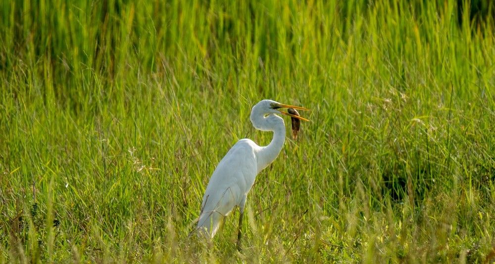 Photograph by Faisal Fasaludeen