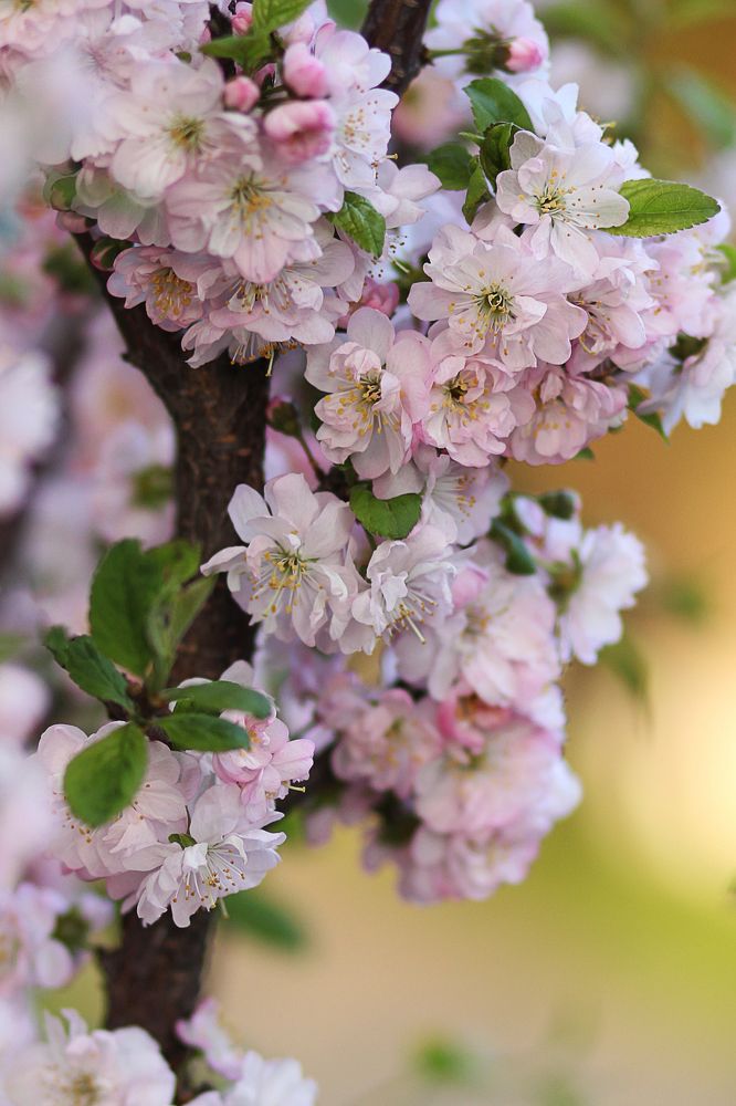 Photograph by Наталья Преснякова