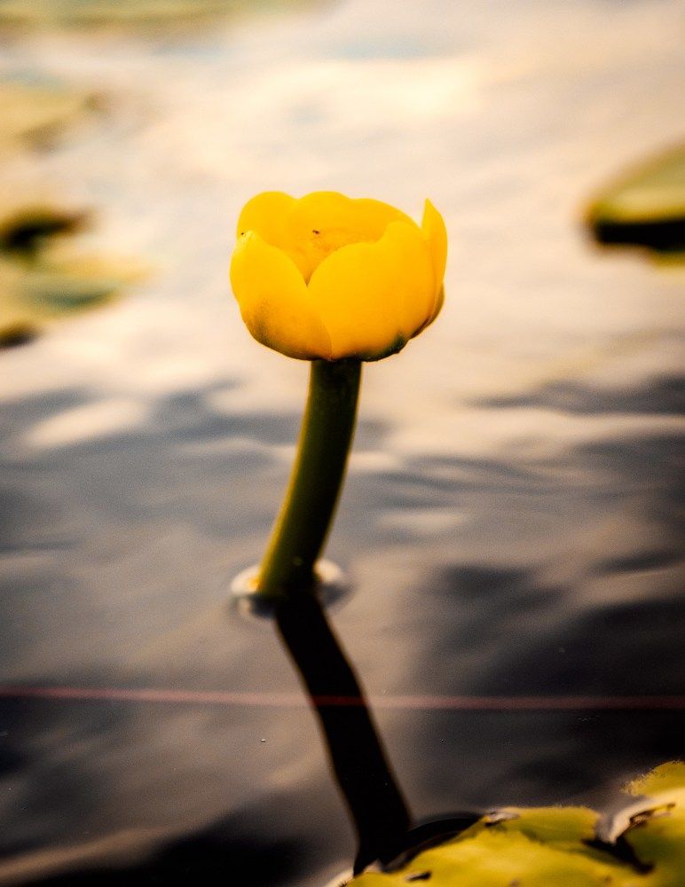 Photograph by Екатерина Зафирова
