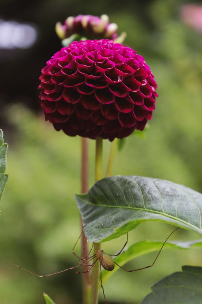 Фотография автора Victoria Vaigant