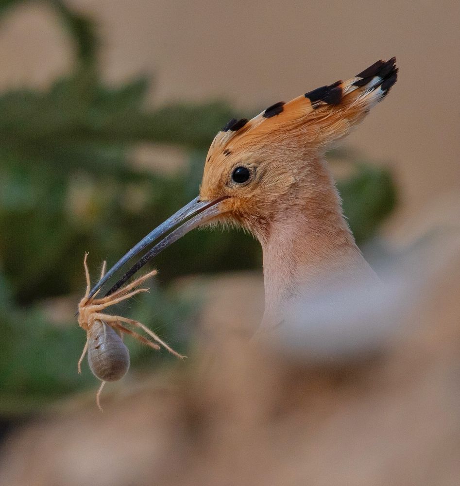 Фотография автора Hamidreza Saedi