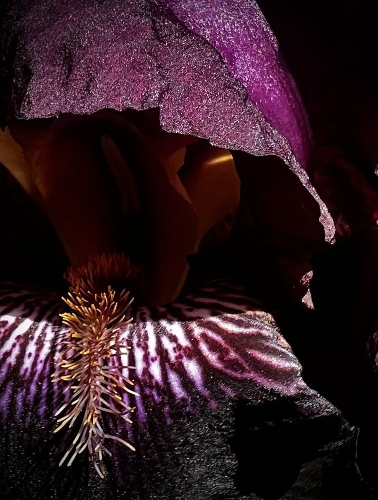 «Таинственный Ирис»