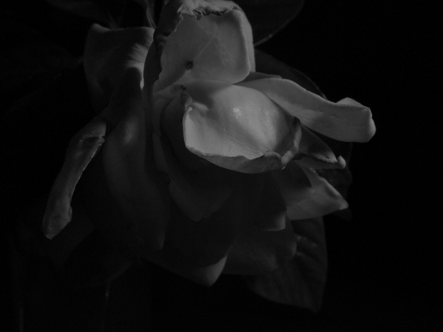 Photo #10922660