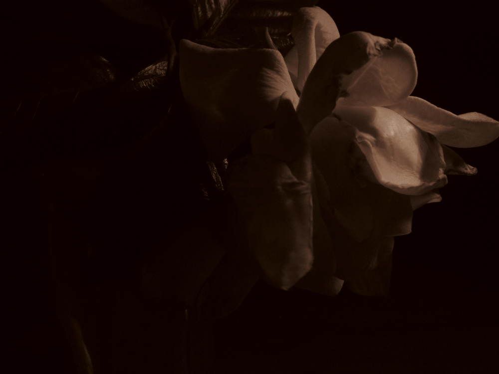 Photo #10922665